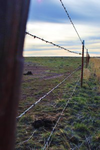 across the fencelines, option 1, mw