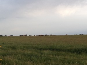 stocker calves out to pasture