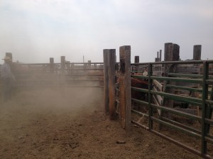A dusty day in the corrals