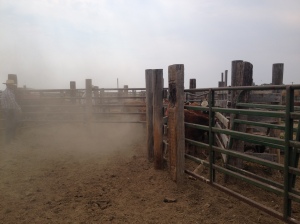 A dusty day in the corrals