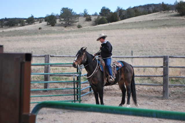 April 2015, Cardwell Hike, Billy cattle class 054