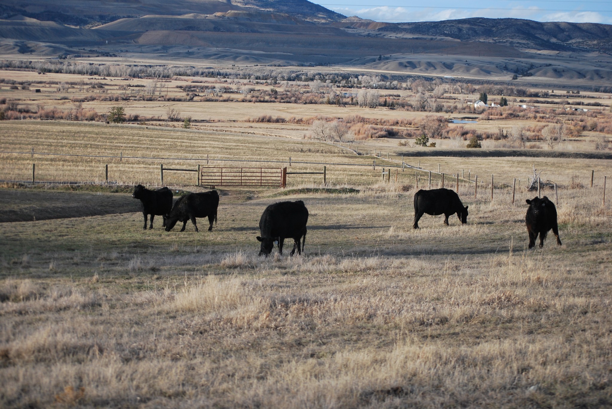 cardwell ski day, cattle pics 074