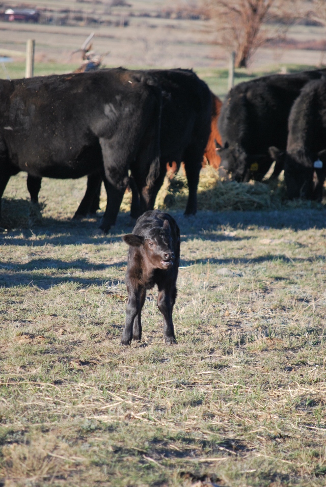 Feeding, first calves 2016 026