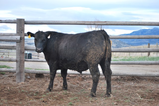 More cattle pics 010