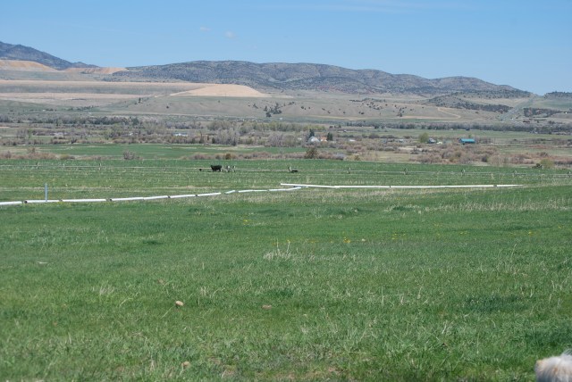 Riley Bday, spring 2016 003