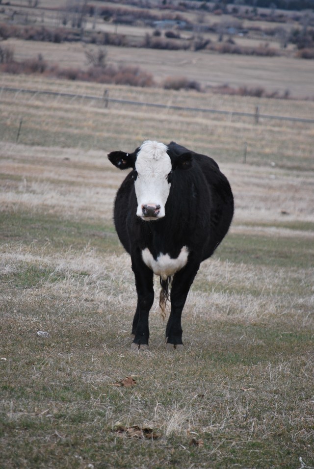 cardwell ski day, cattle pics 063