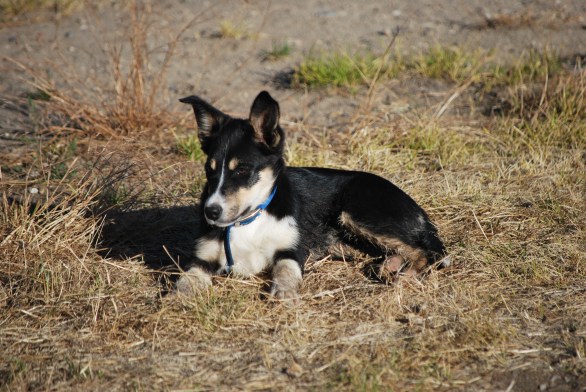 cindy-quilts-me-headshots-mags-bday-cattle-and-steer-pics-059