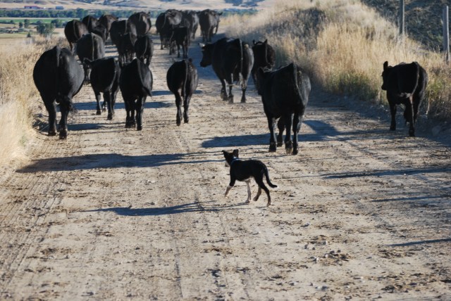 cindy-quilts-me-headshots-mags-bday-cattle-and-steer-pics-063