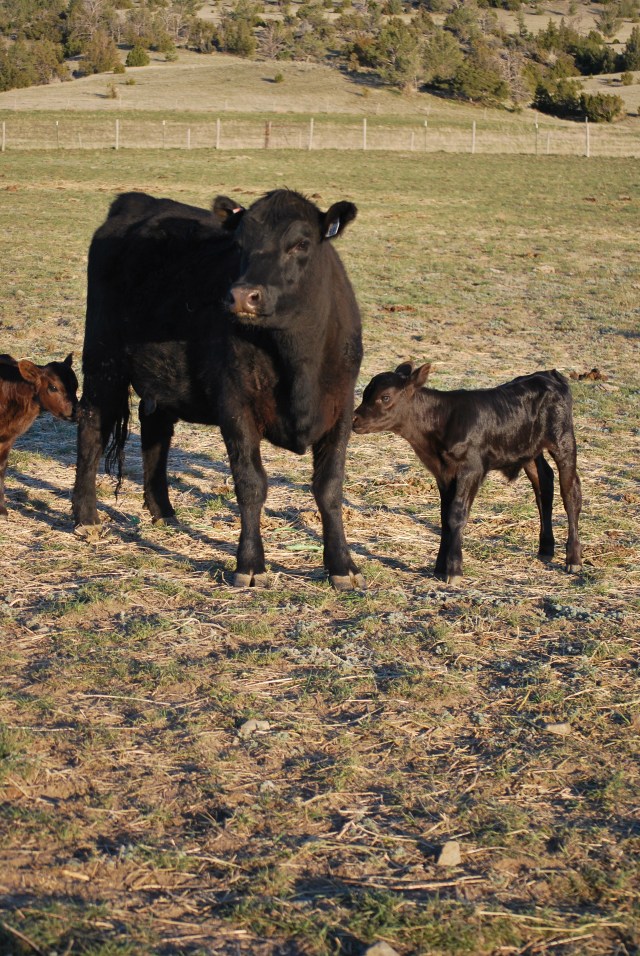 cattle-and-manure-pics-002