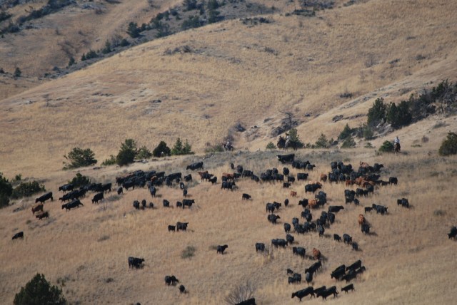 Sept. 2017 moving cows to Cramp Springs 011