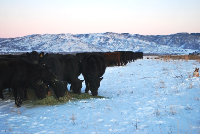winter cows and feeding 017