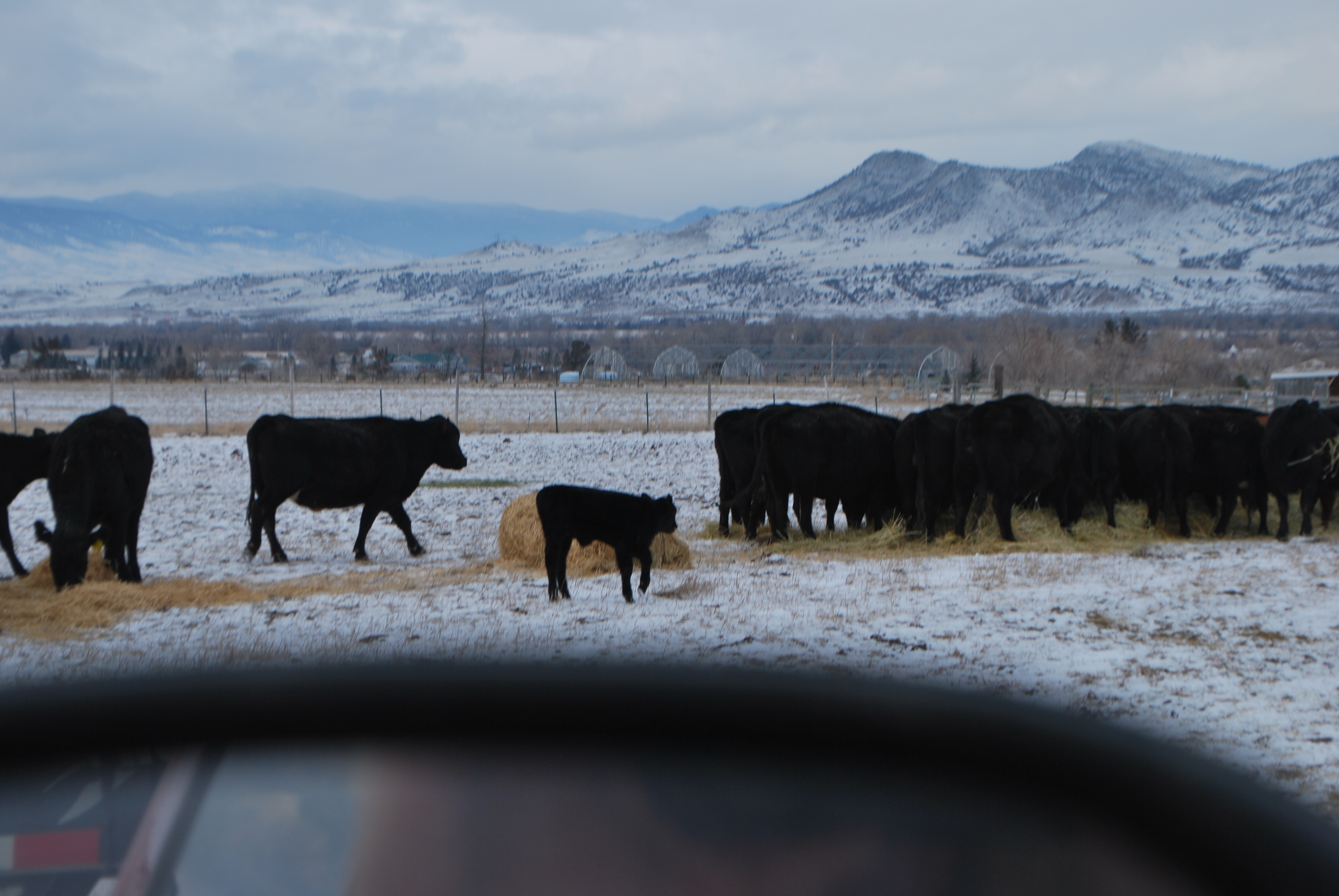 winter feeding, cows, January calf 032