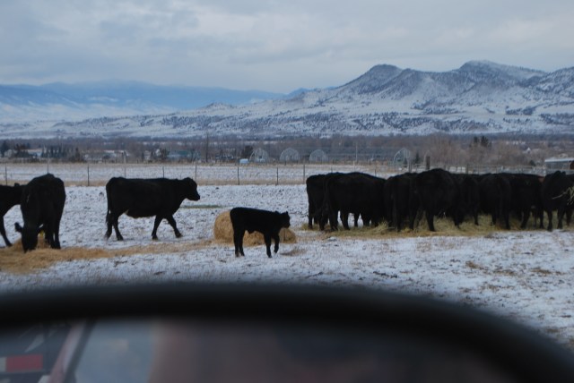 winter feeding, cows, January calf 032