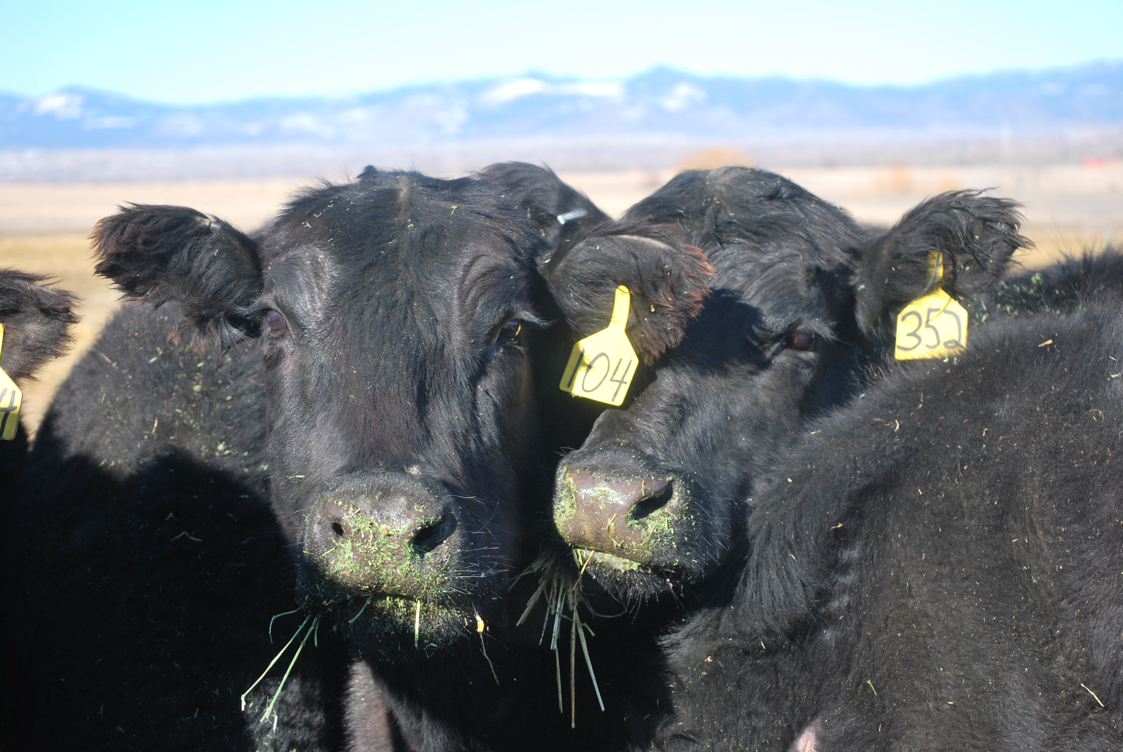 winter cow trail, feeding in March 2017 036