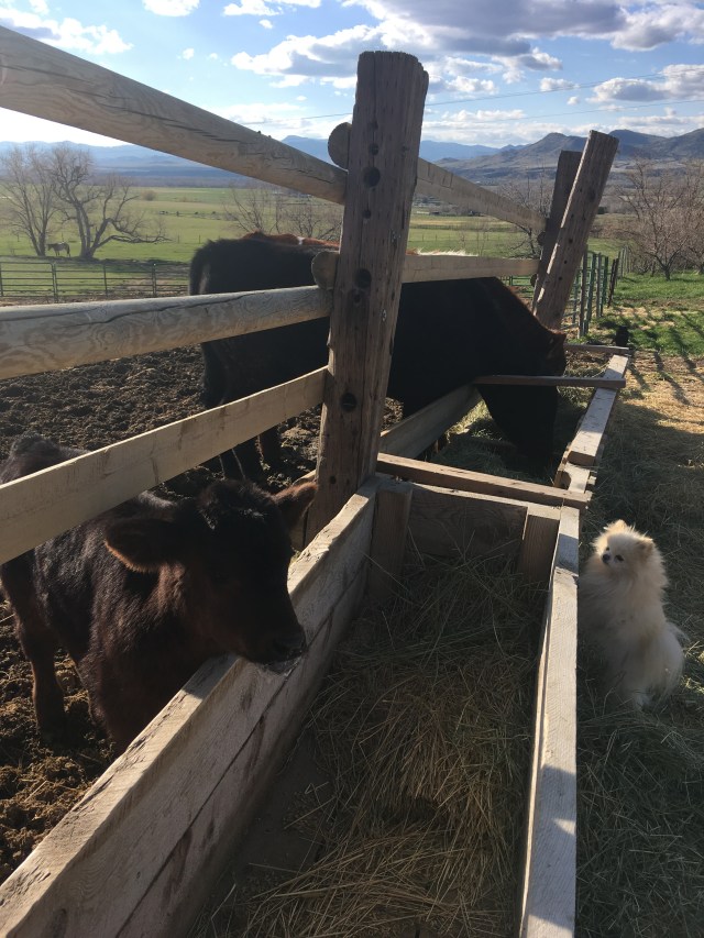 just like the big boys