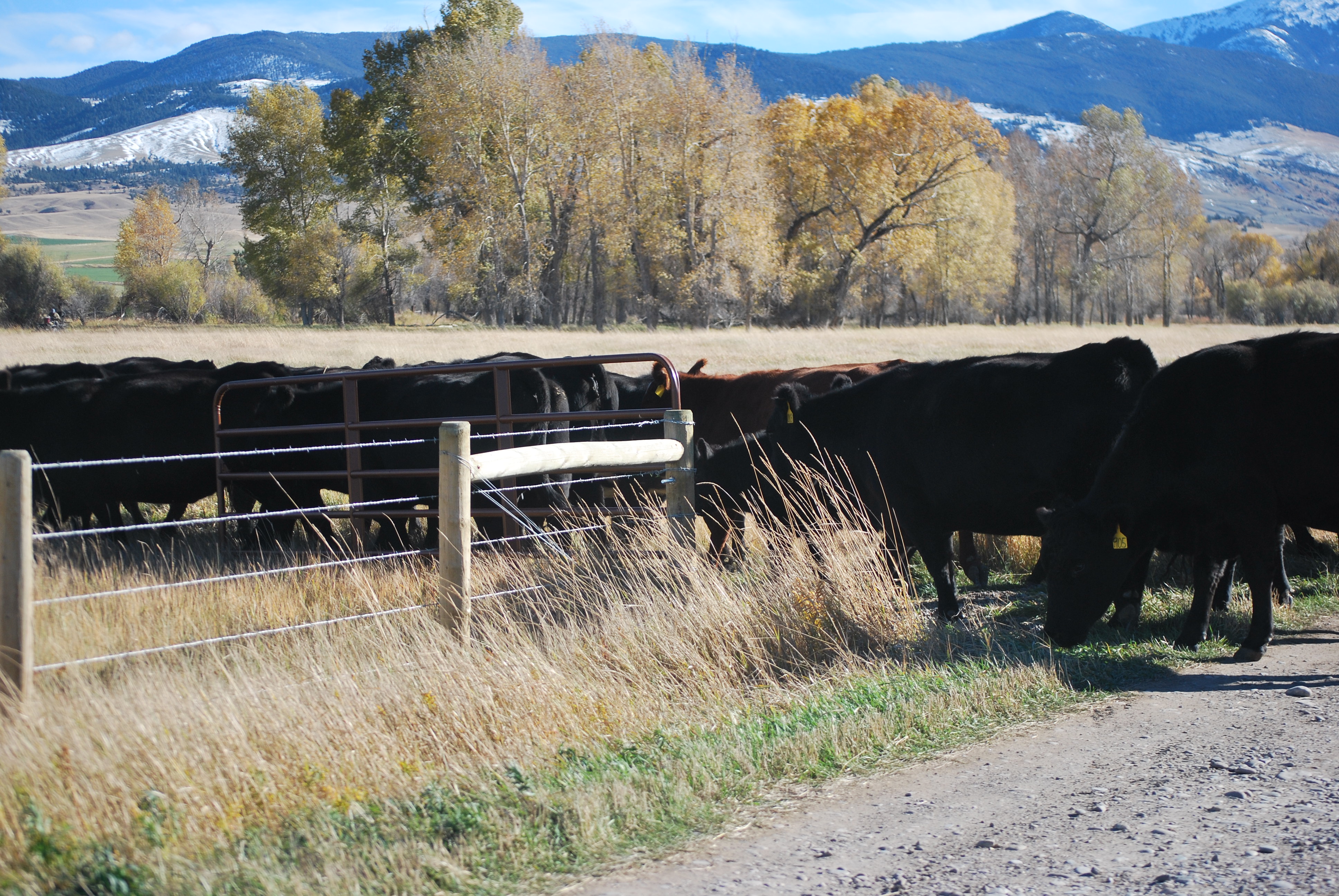 Fall photos 2018, cows and land 065